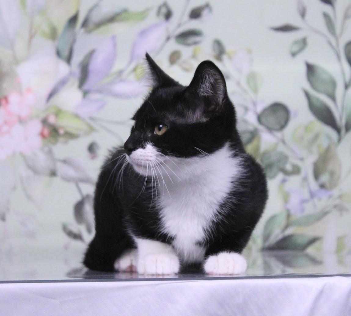 Enlarge Domino, a Adoptable mixed breed in Tuscaloosa, AL image 4/6