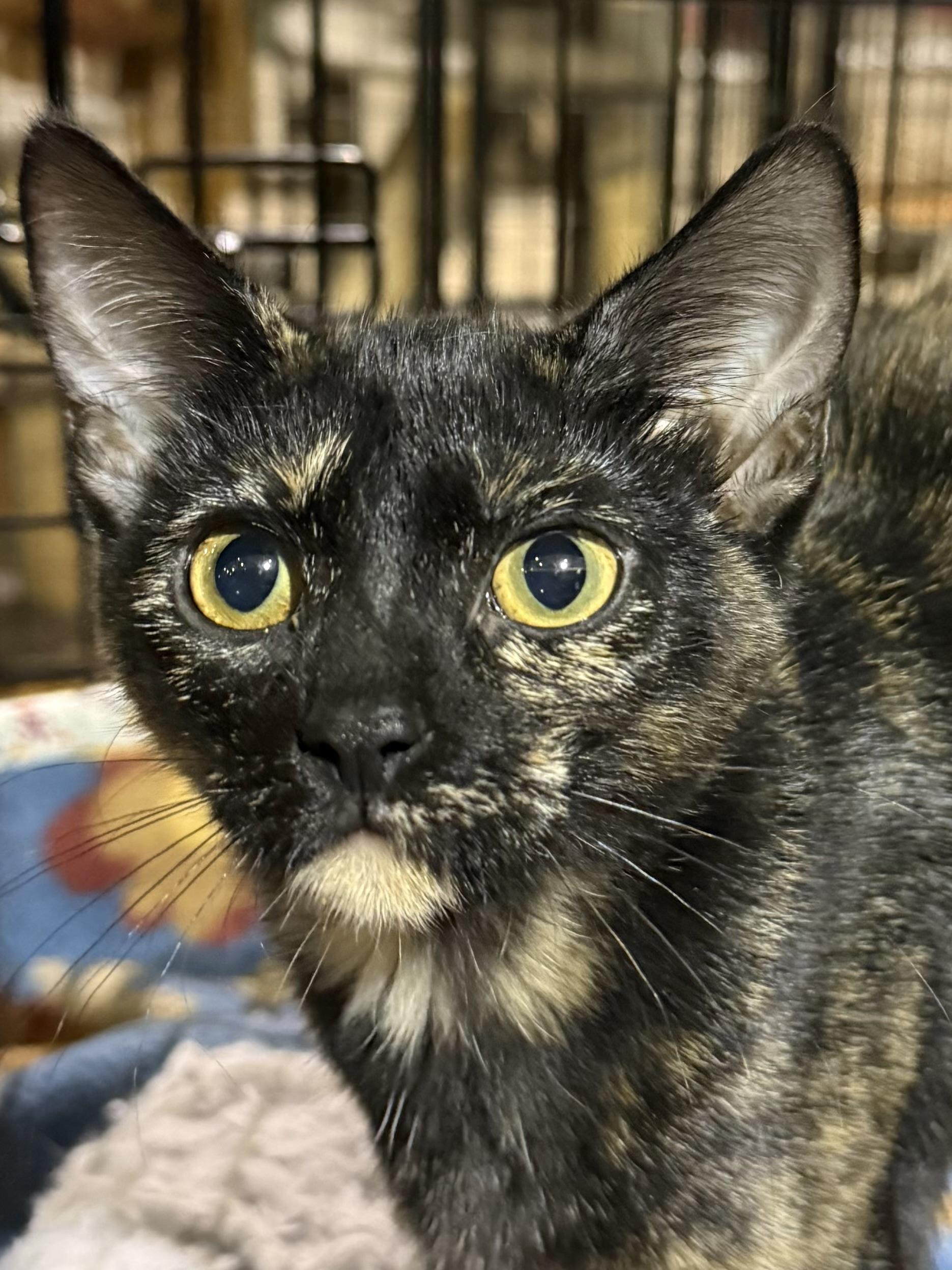 APPLE, ADOPTABLE, Kitten Female Tortoiseshell.