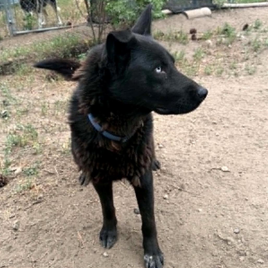 Enlarge Onyx, a Adoptable mixed breed in TONASKET, WA image 1/3
