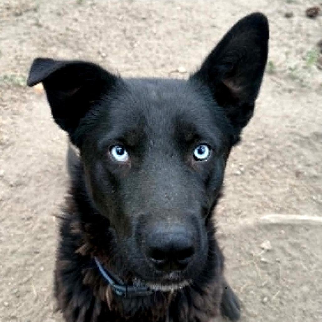 Enlarge Onyx, a Adoptable mixed breed in TONASKET, WA image 2/3