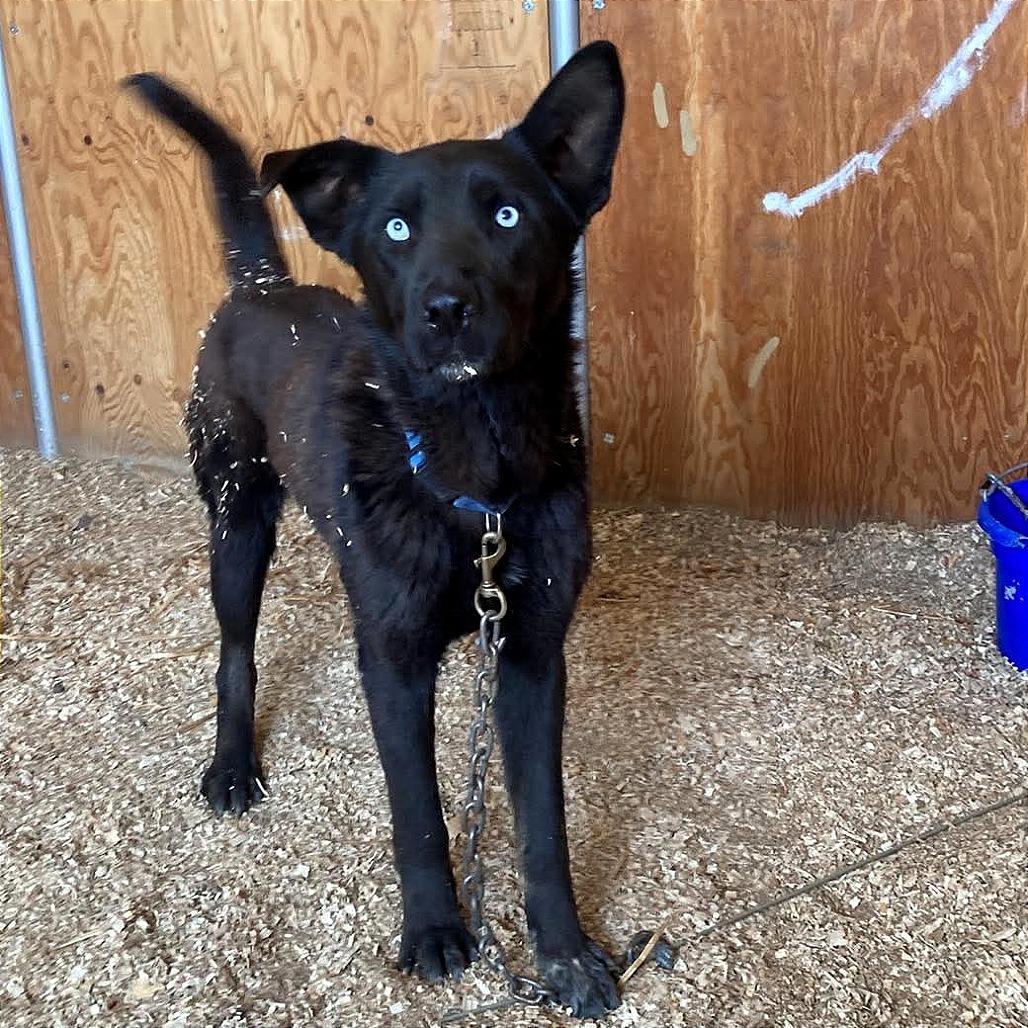 Enlarge Onyx, a Adoptable mixed breed in TONASKET, WA image 3/3