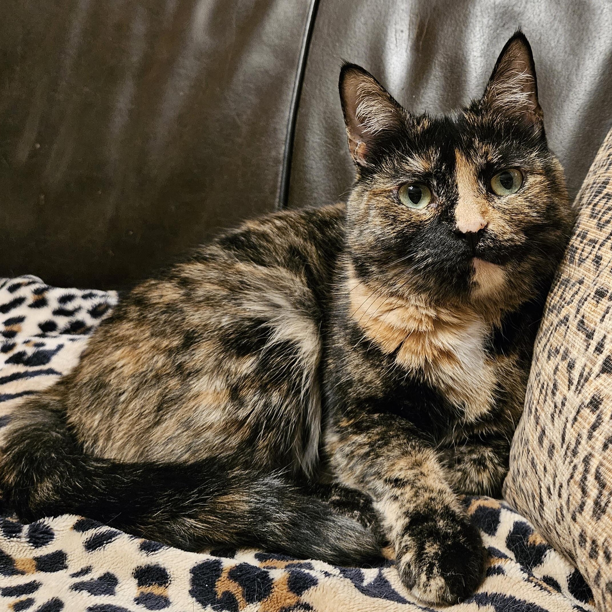 Mirabelle, adopted, Adult Female Domestic Short Hair.