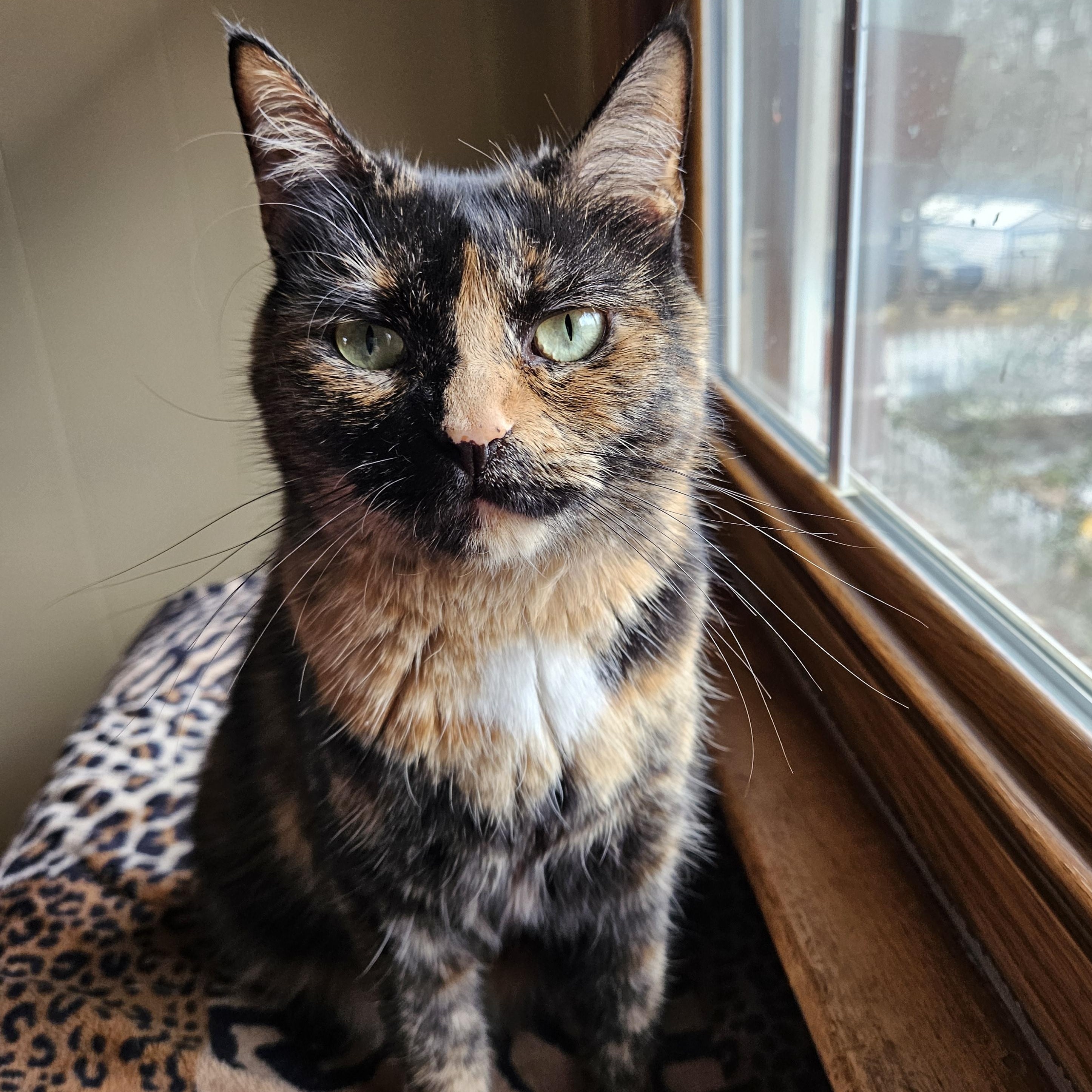 Enlarge Mirabelle, an adopted Domestic Short Hair in Charlotte, NC image 3/4