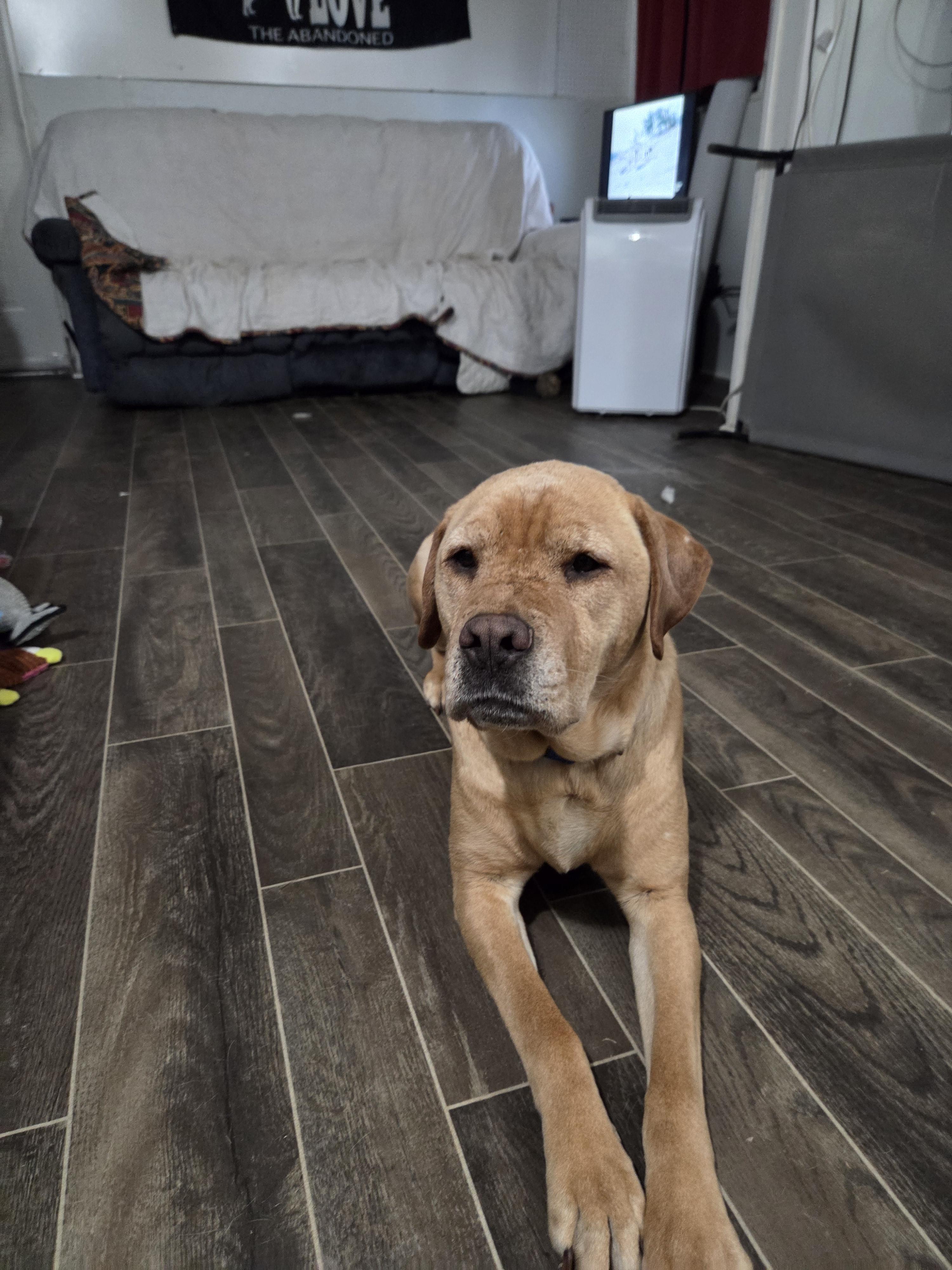 Enlarge Brody, a ADOPTABLE mixed breed in Draper, VA image 2/4