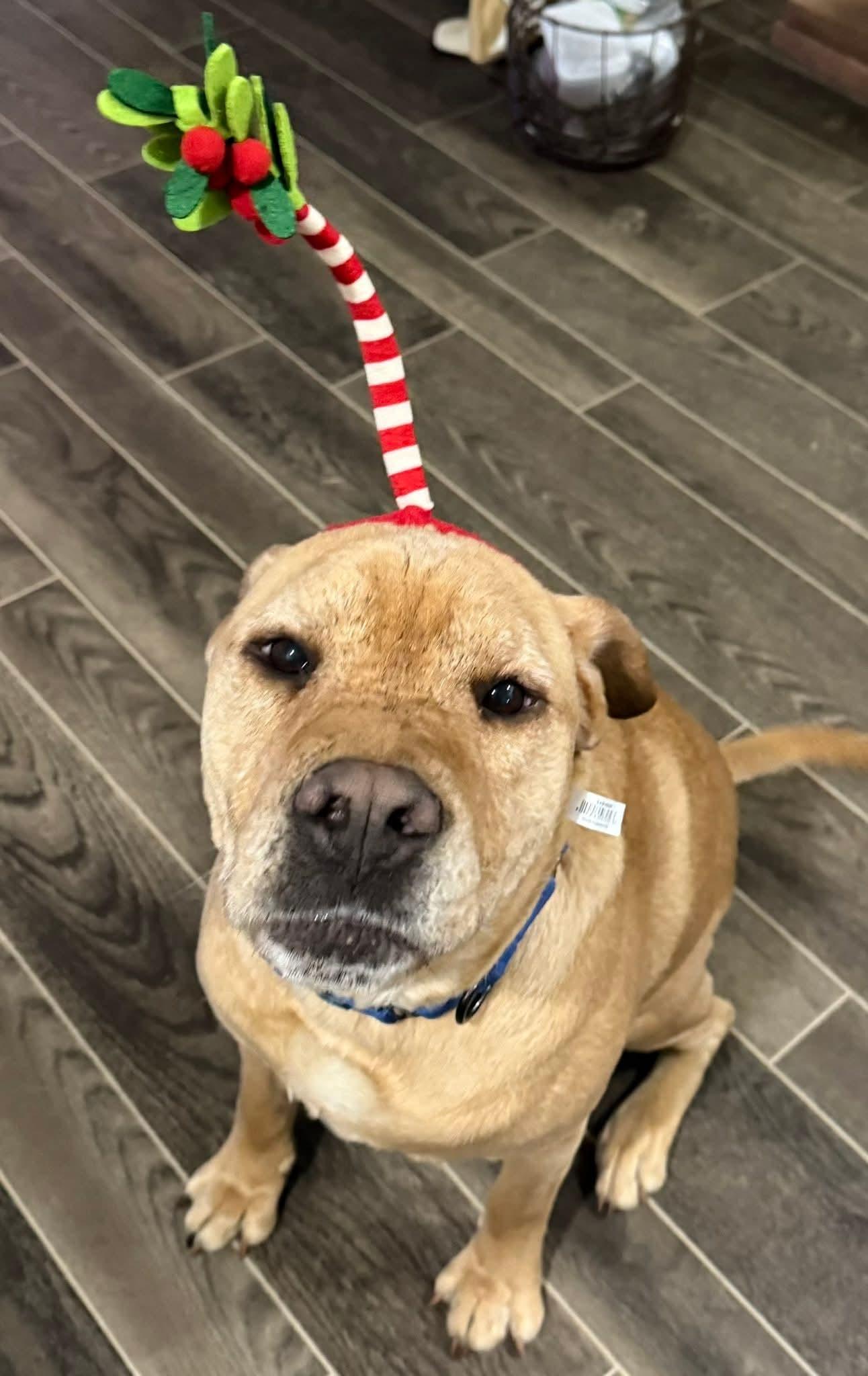 Enlarge Brody, a ADOPTABLE mixed breed in Draper, VA image 4/4