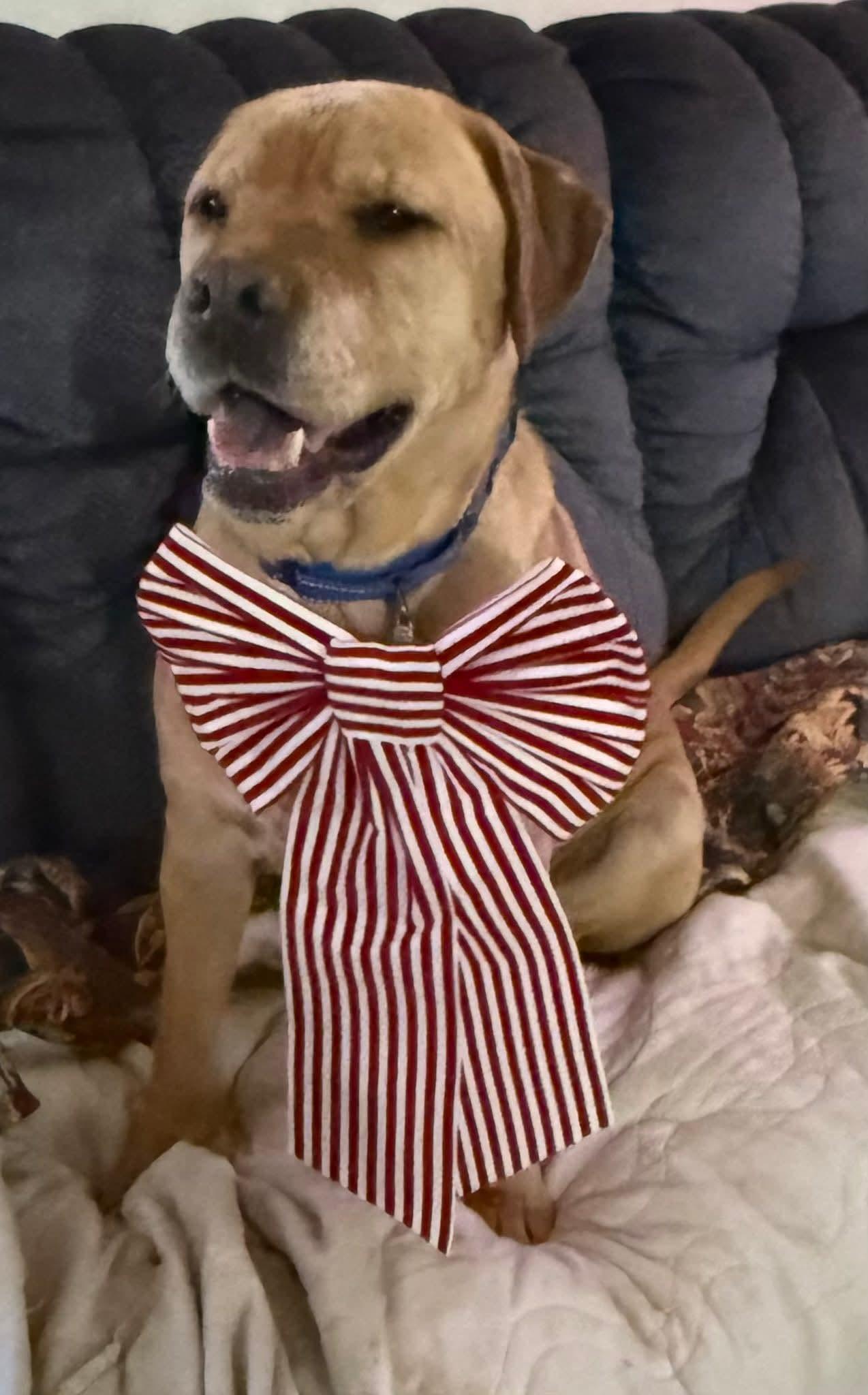 Brody, ADOPTABLE, Adult Male Labrador Retriever.