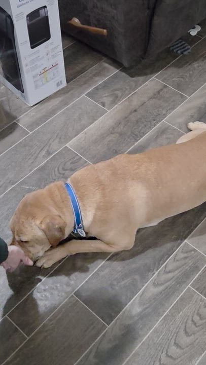 Enlarge Brody, a ADOPTABLE mixed breed in Draper, VA video 3/4