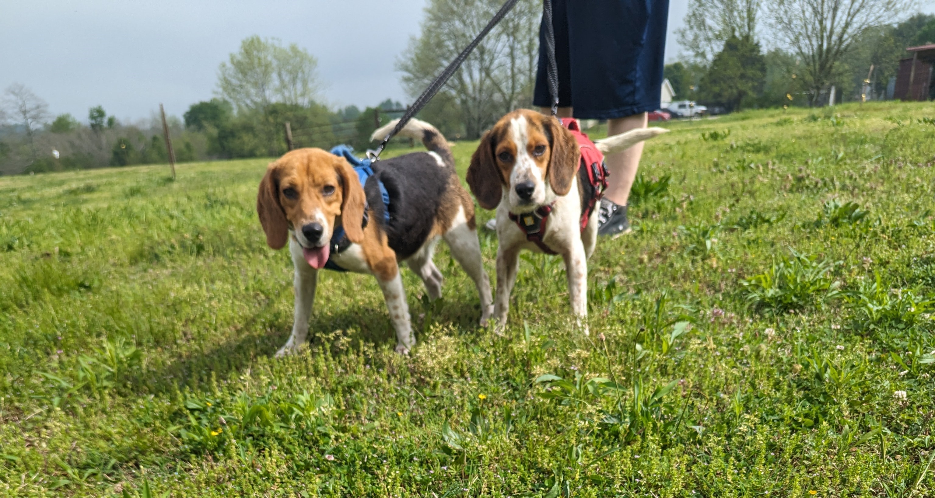 Enlarge Sara and Kyle (Transport Available), a Adopted mixed breed in Guntersville, AL image 1/3