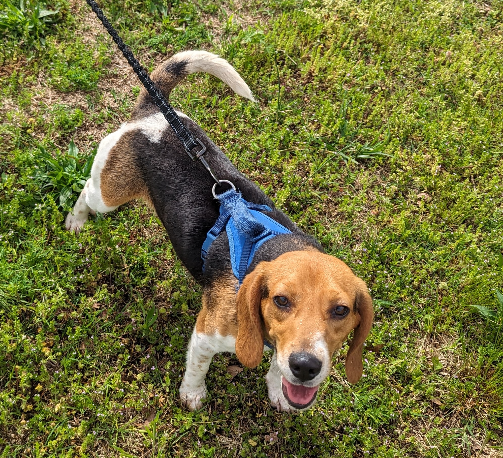 Enlarge Sara and Kyle (Transport Available), a Adopted mixed breed in Guntersville, AL image 2/3