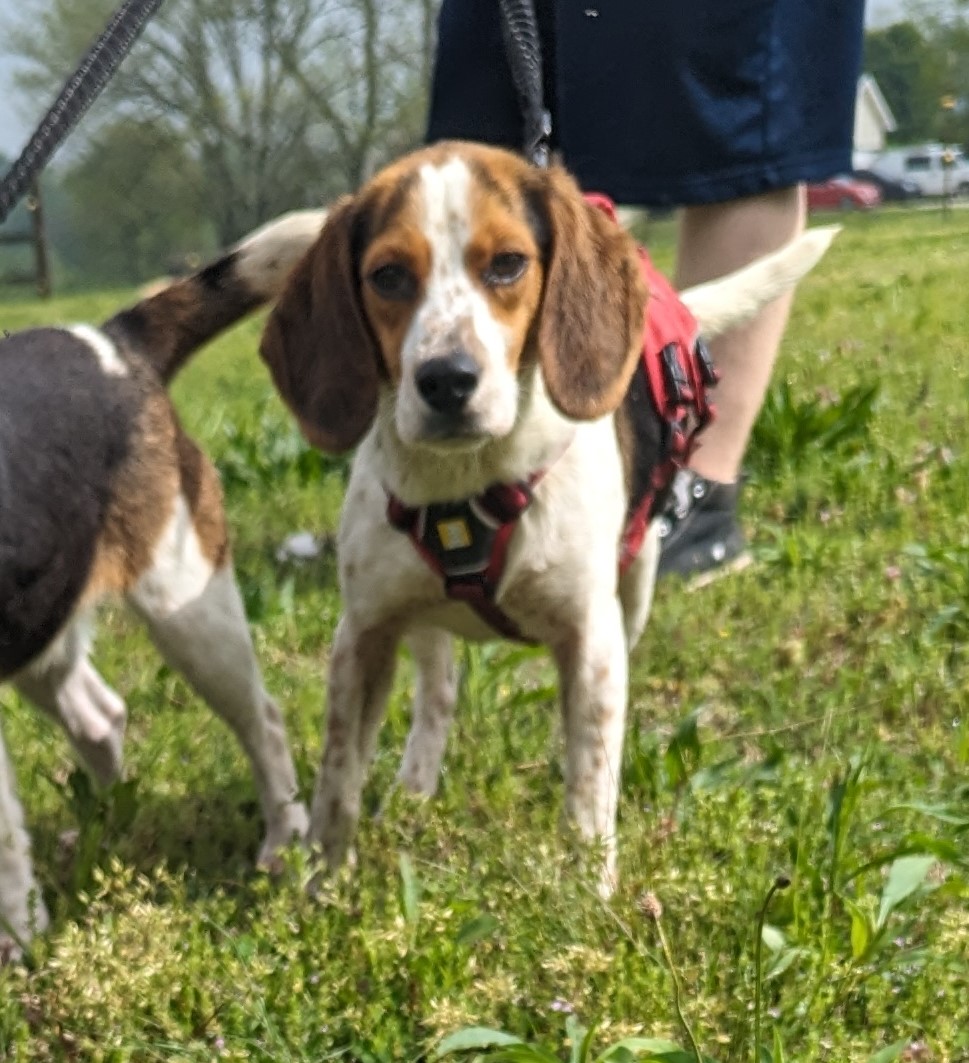Enlarge Sara and Kyle (Transport Available), a Adopted mixed breed in Guntersville, AL image 3/3