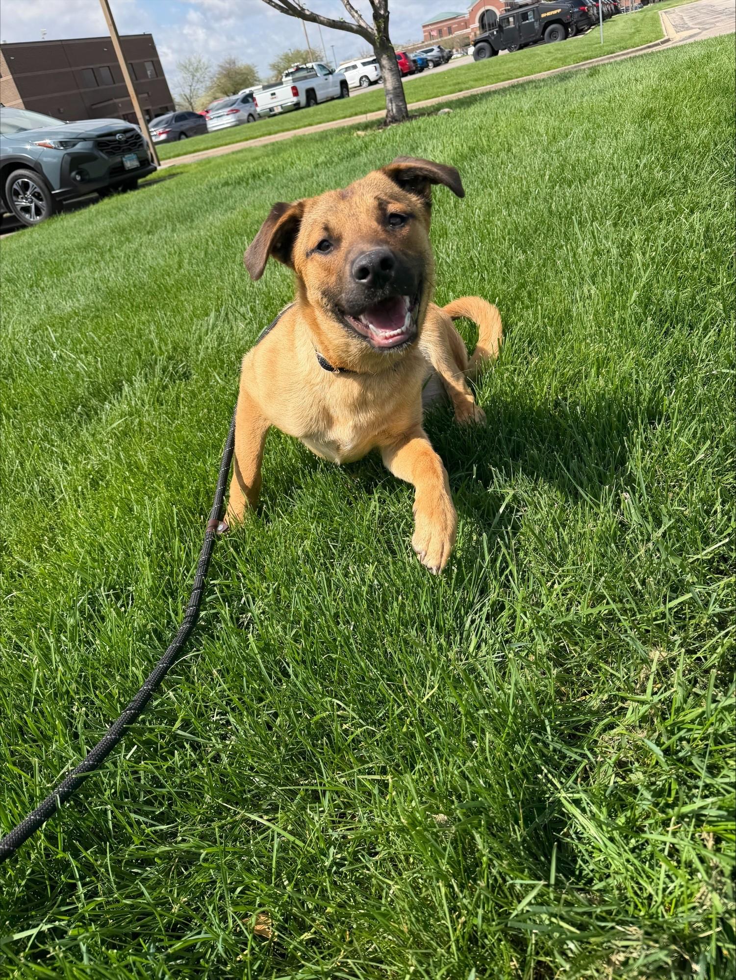 Enlarge PB, an adopted mixed breed in Yorkville, IL image 1/1