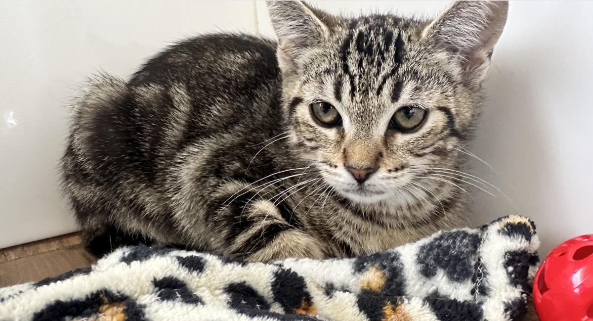 Tulip, Adoptable, Kitten Female Domestic Short Hair.