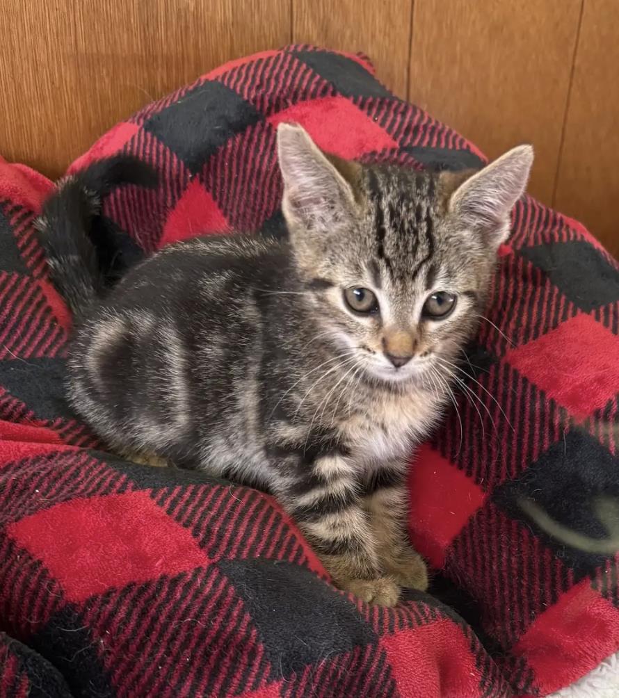Enlarge Tulip, a Adoptable Domestic Short Hair in La Jolla, CA image 1/1
