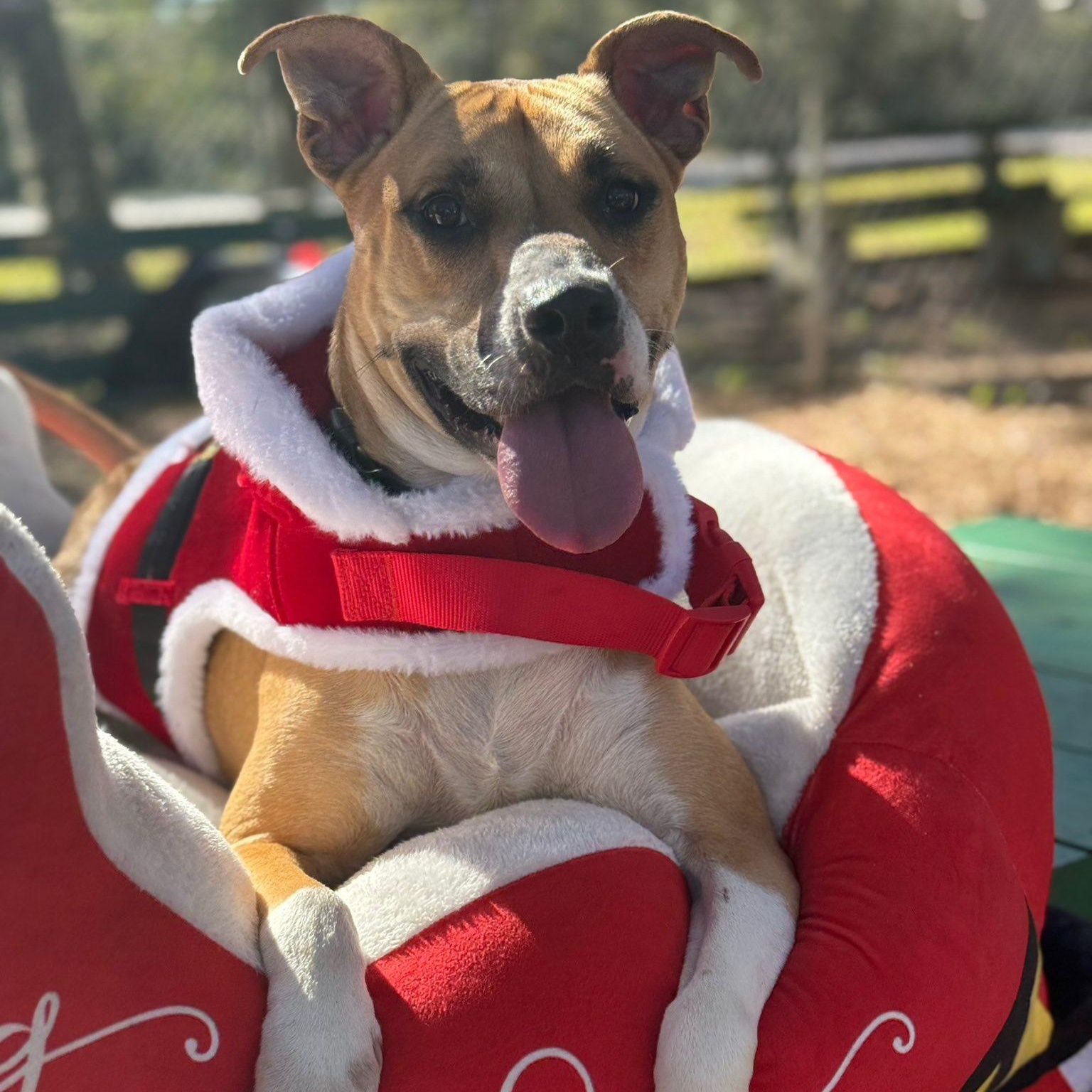 Maisie, Adoptable, Adult Female Terrier & Mixed Breed.