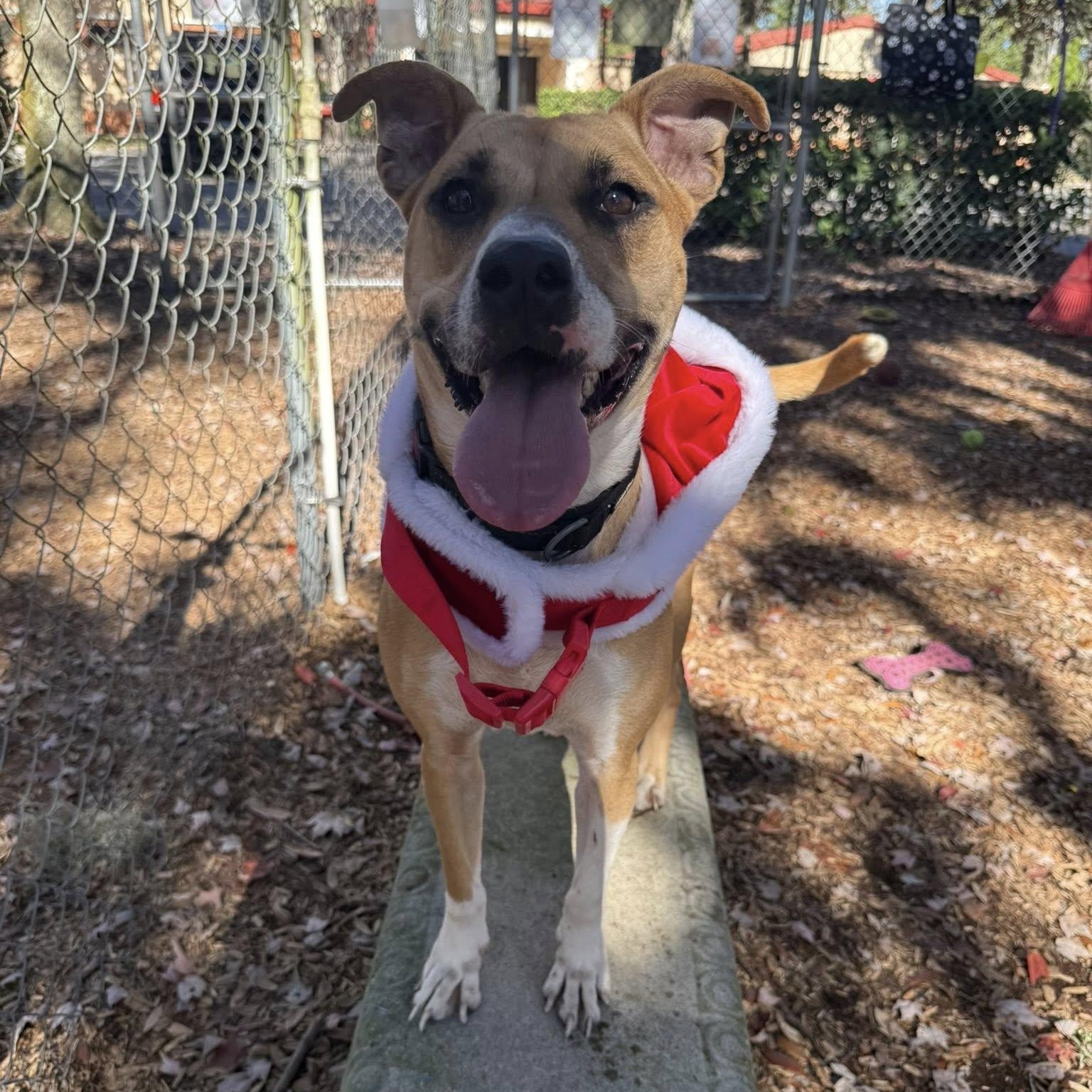 Enlarge Maisie, a Adoptable mixed breed in St. Augustine, FL image 3/3