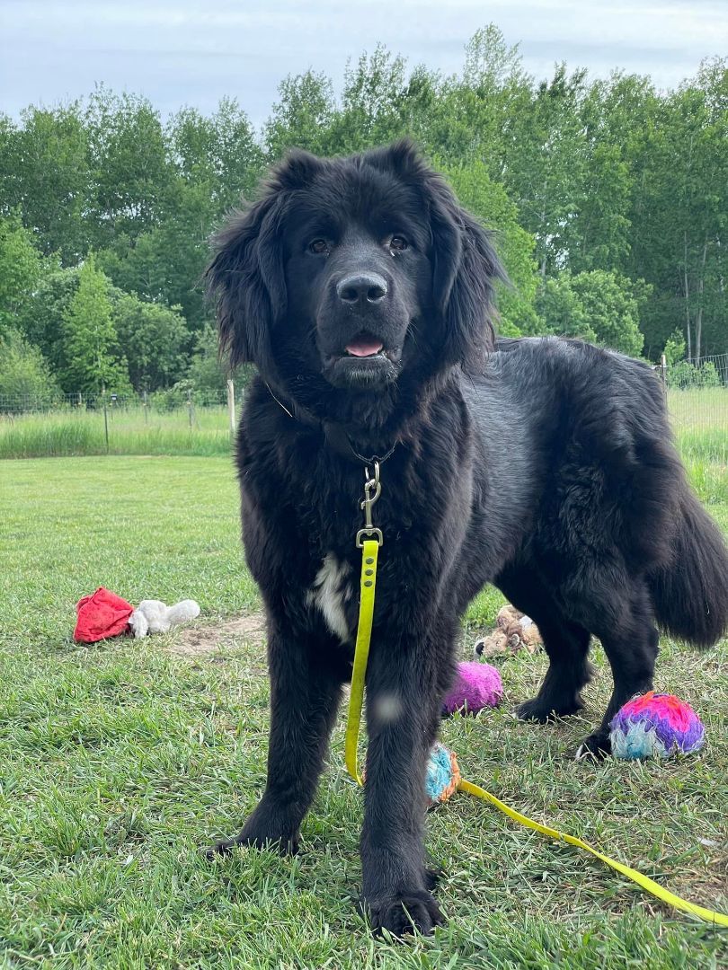 Abby, Adoptable, Adult Female Newfoundland Dog.