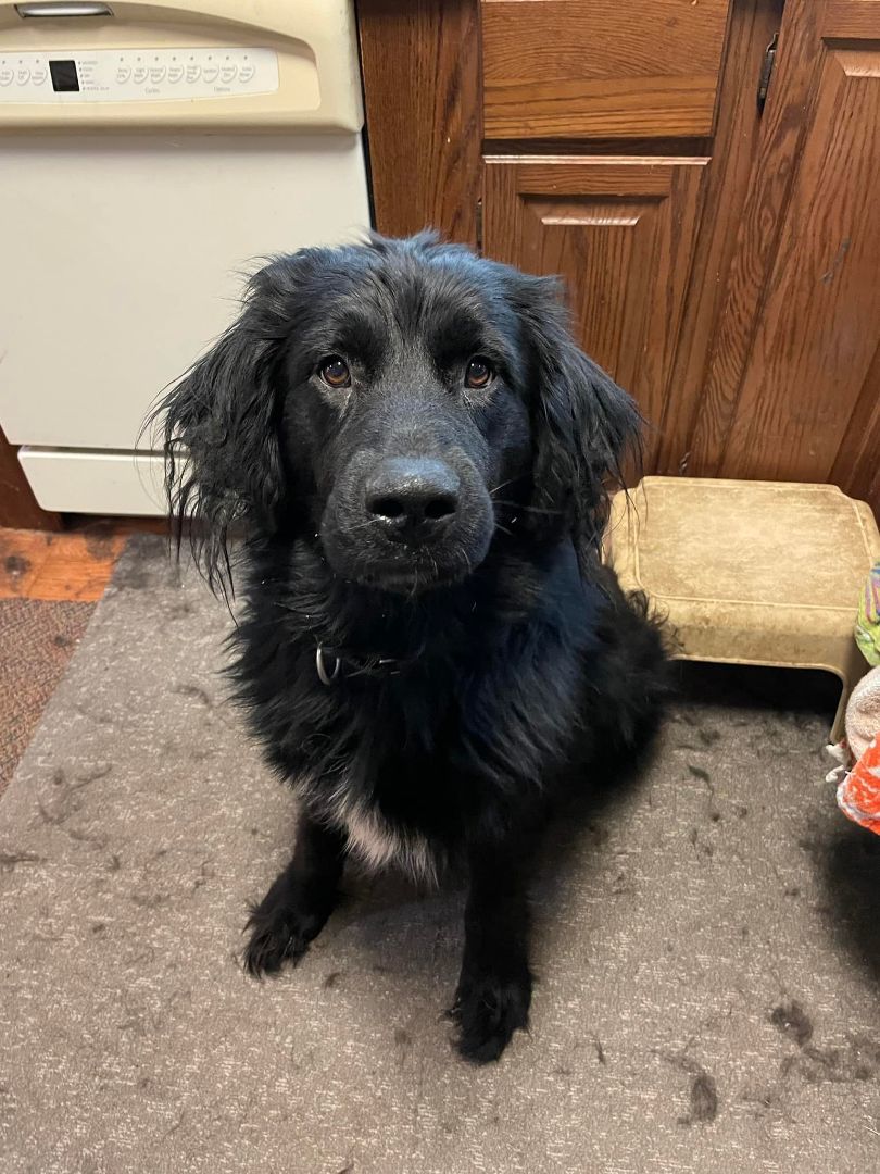 Abby, a Adoptable Newfoundland Dog in North Branch, MN image 2/5