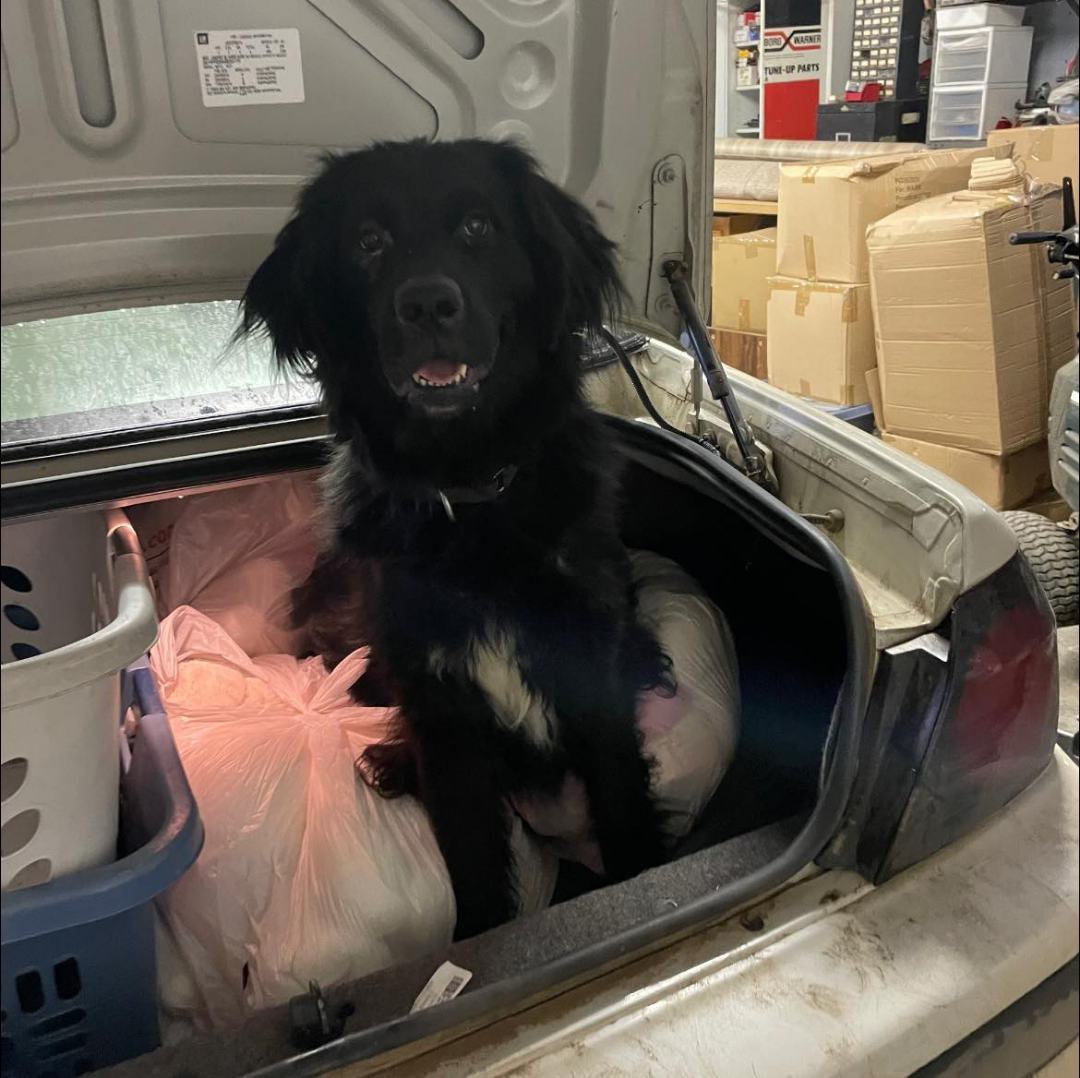 Abby, an adoptable Newfoundland Dog in North Branch, MN, 55056 | Photo Image 5