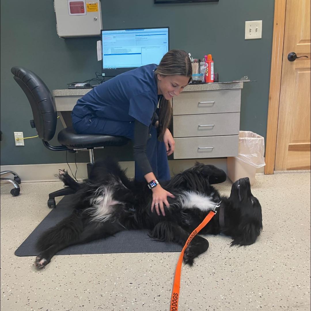 Abby, a Adoptable Newfoundland Dog in North Branch, MN image 4/5