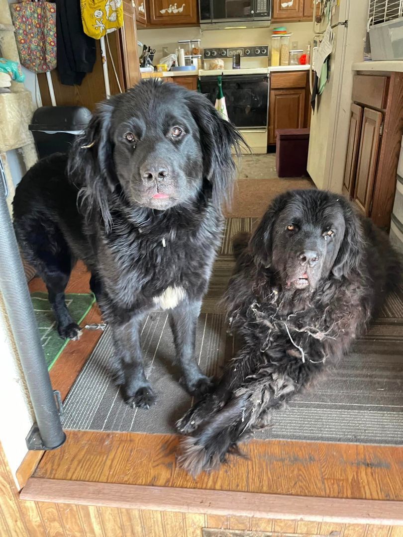 Abby, a Adoptable Newfoundland Dog in North Branch, MN image 5/5