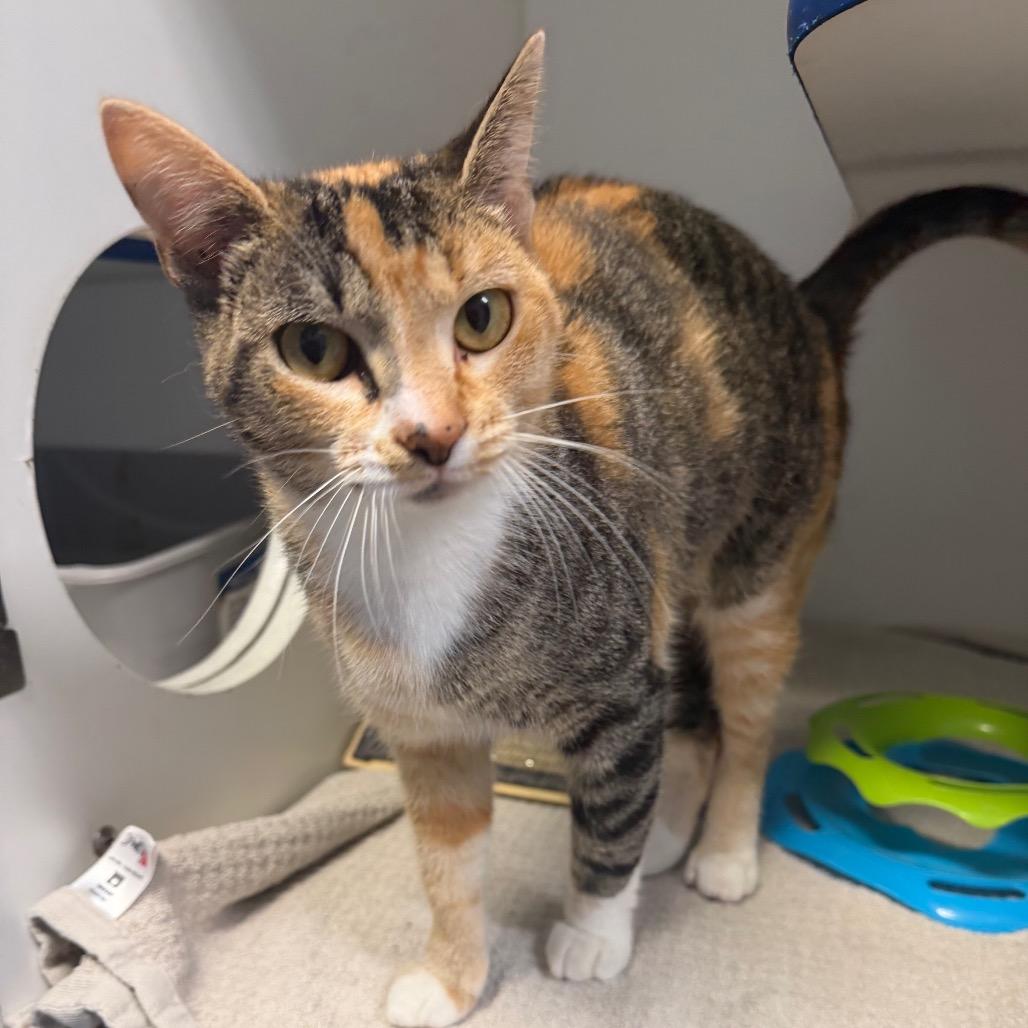 Enlarge Ember, a Adoptable Domestic Short Hair in Clinton, IL image 2/3