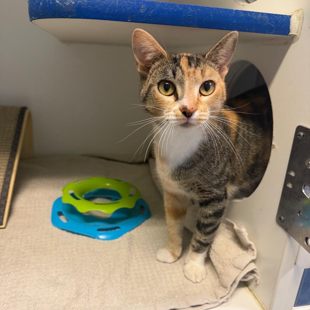 Ember, Adoptable, Adult Female Domestic Short Hair.