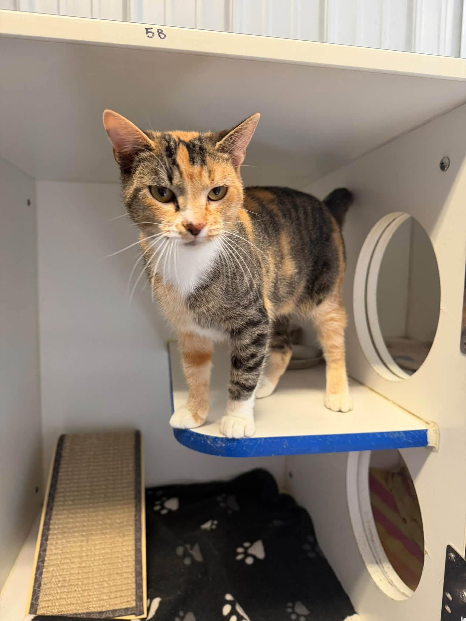 Enlarge Ember, a Adoptable Domestic Short Hair in Clinton, IL image 3/3