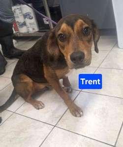 Enlarge Trent, a ADOPTABLE mixed breed in Sudbury, MA image 2/2