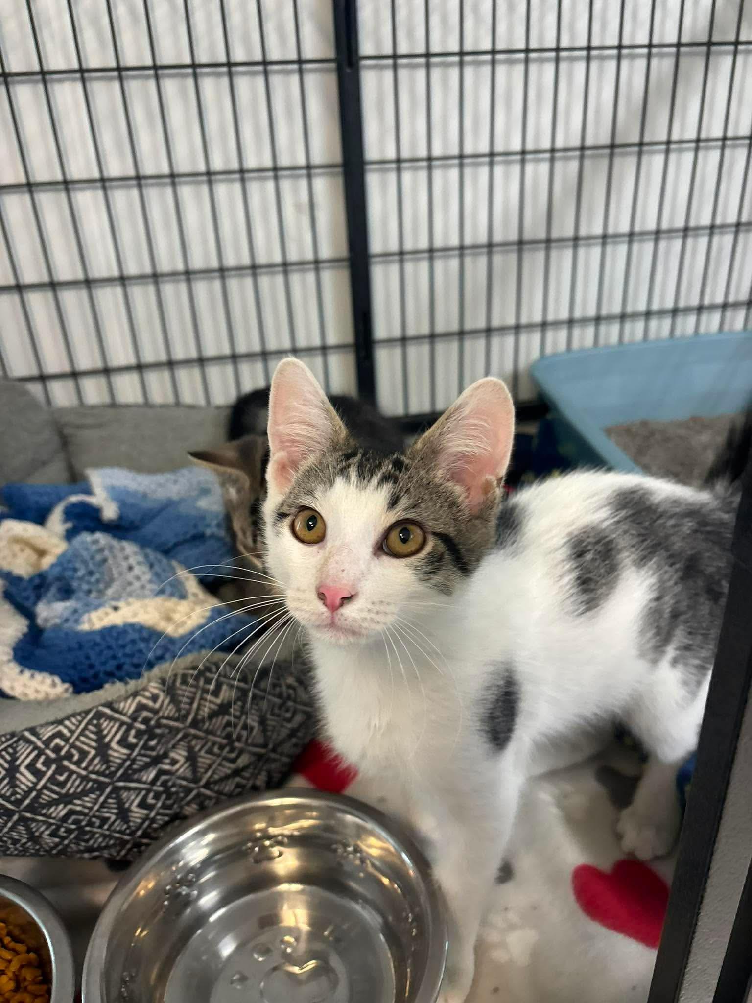 Enlarge Cedar, a Adoptable Domestic Short Hair in Lock Haven, PA image 2/3