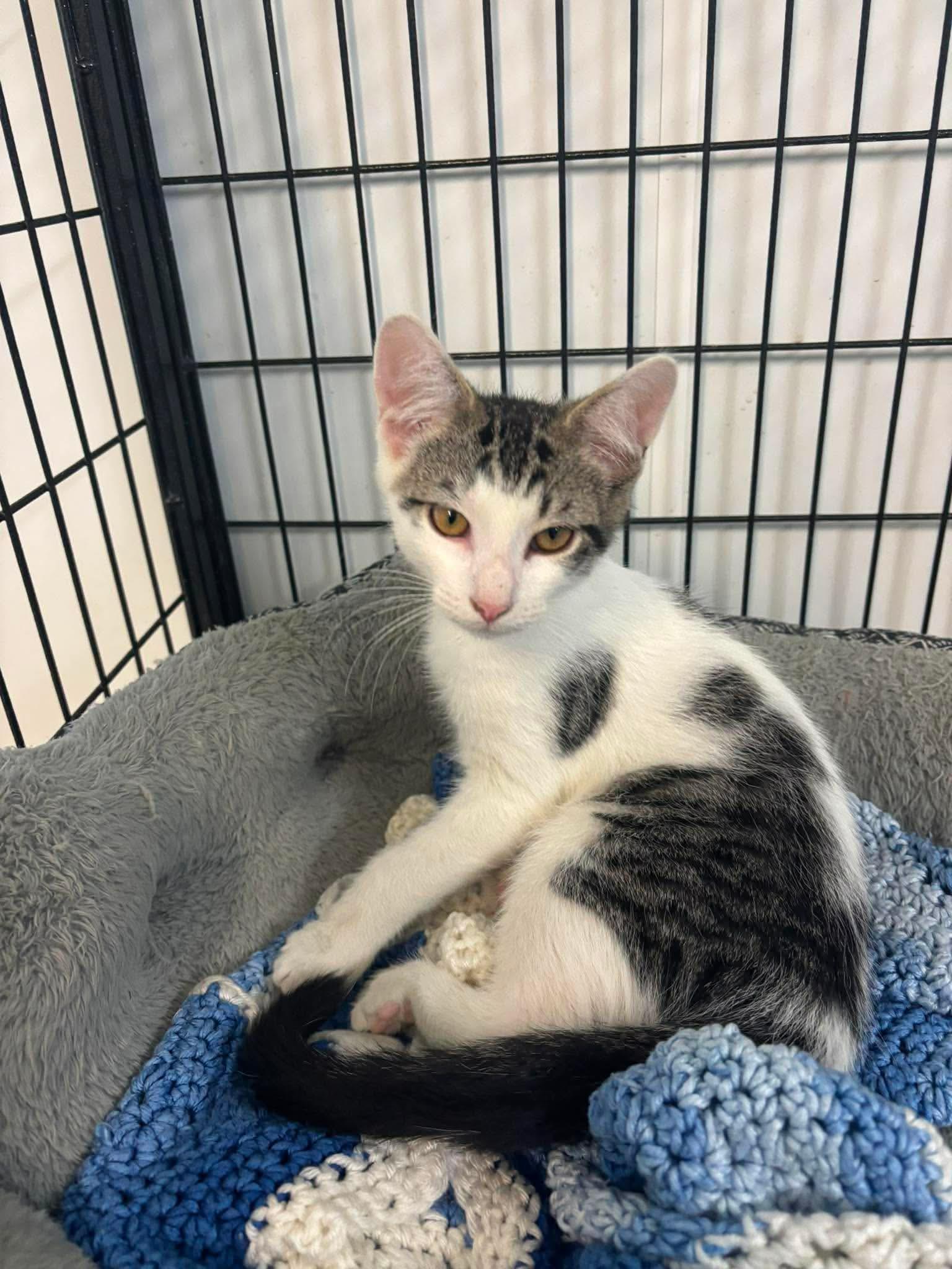 Enlarge Cedar, a Adoptable Domestic Short Hair in Lock Haven, PA image 1/3