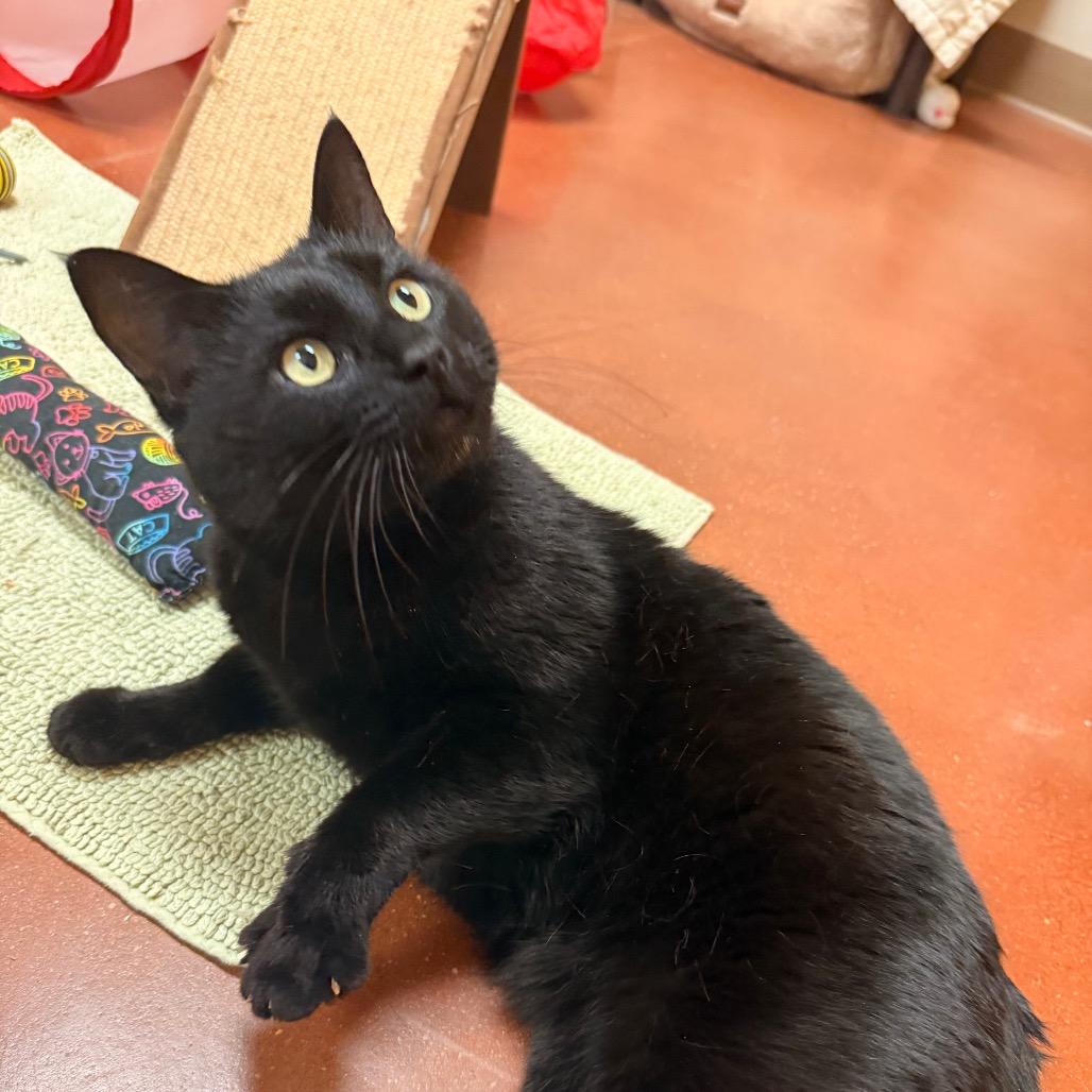 Corey, Adoptable, Adult Male Domestic Short Hair.