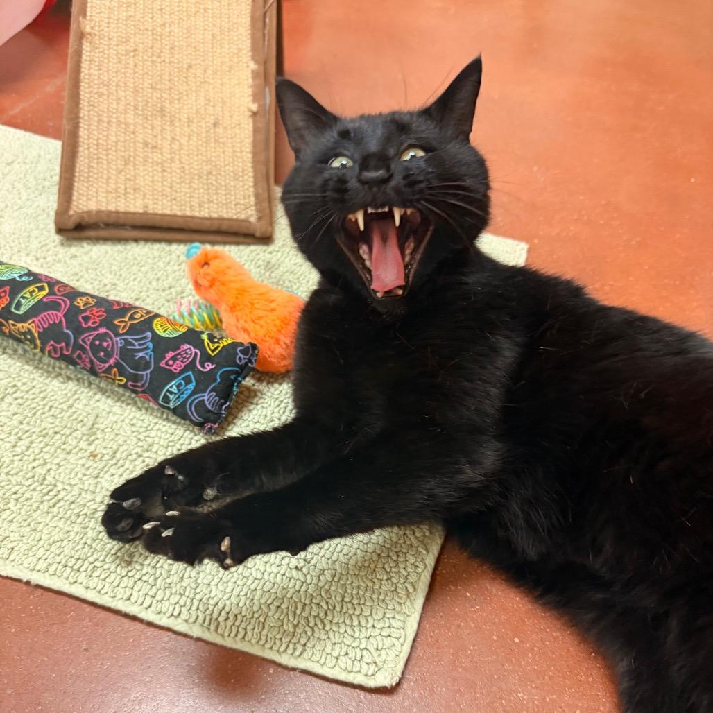 Corey, a Adoptable Domestic Short Hair in Santa Barbara, CA image 2/6