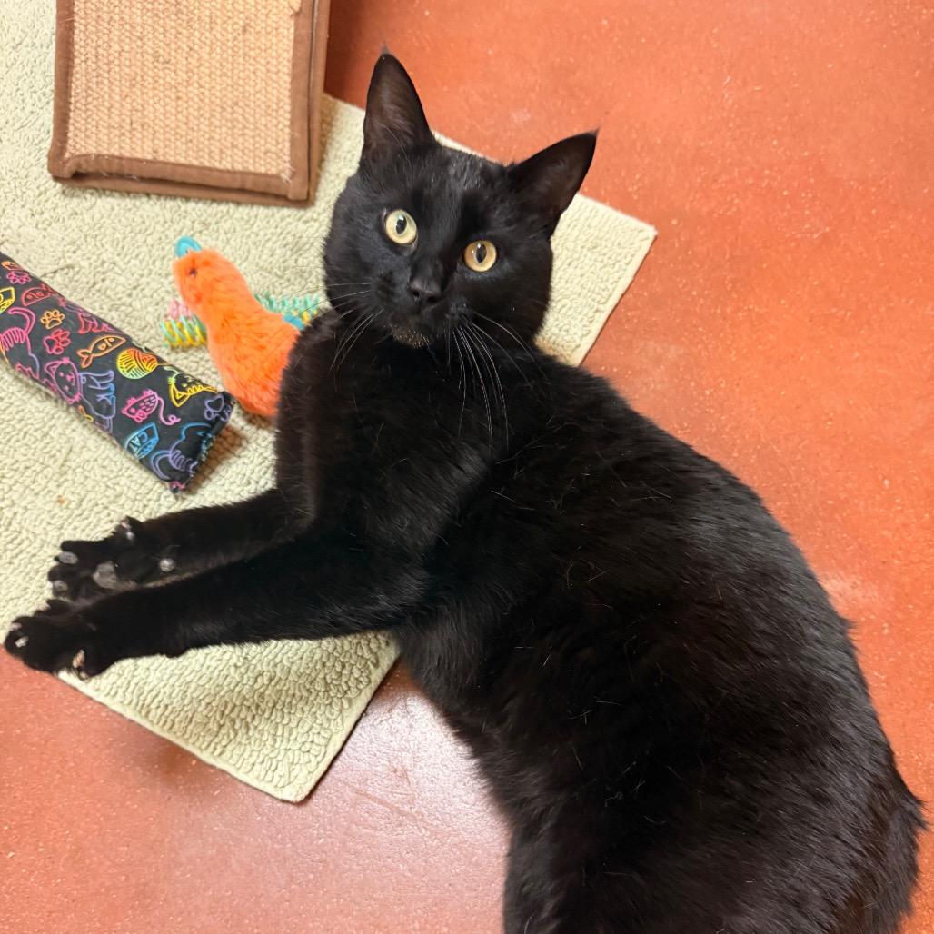 Corey, a Adoptable Domestic Short Hair in Santa Barbara, CA image 3/6