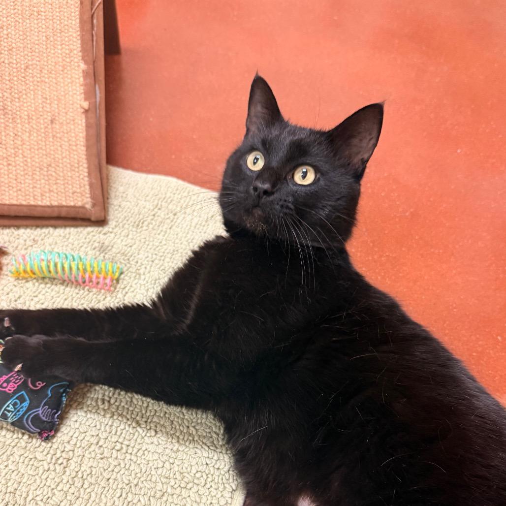 Corey, a Adoptable Domestic Short Hair in Santa Barbara, CA image 4/6