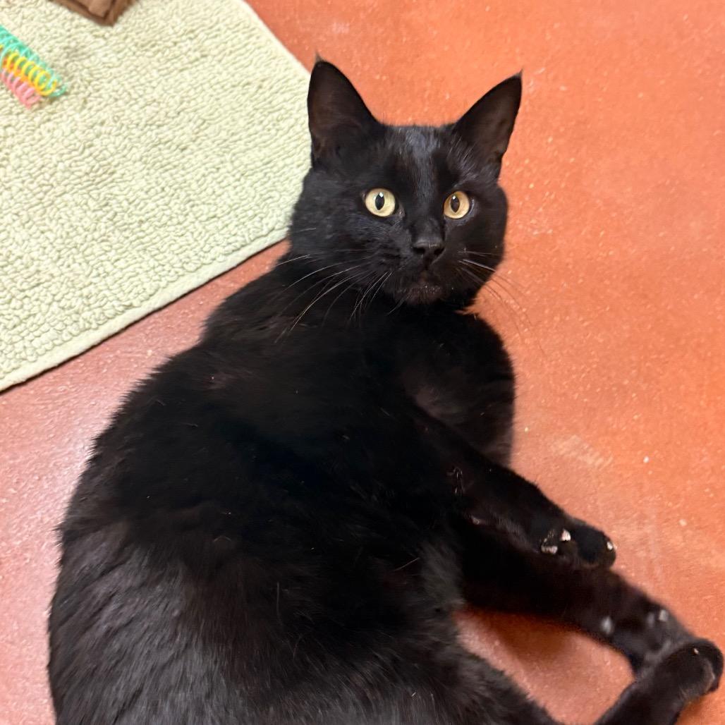 Corey, a Adoptable Domestic Short Hair in Santa Barbara, CA image 5/6