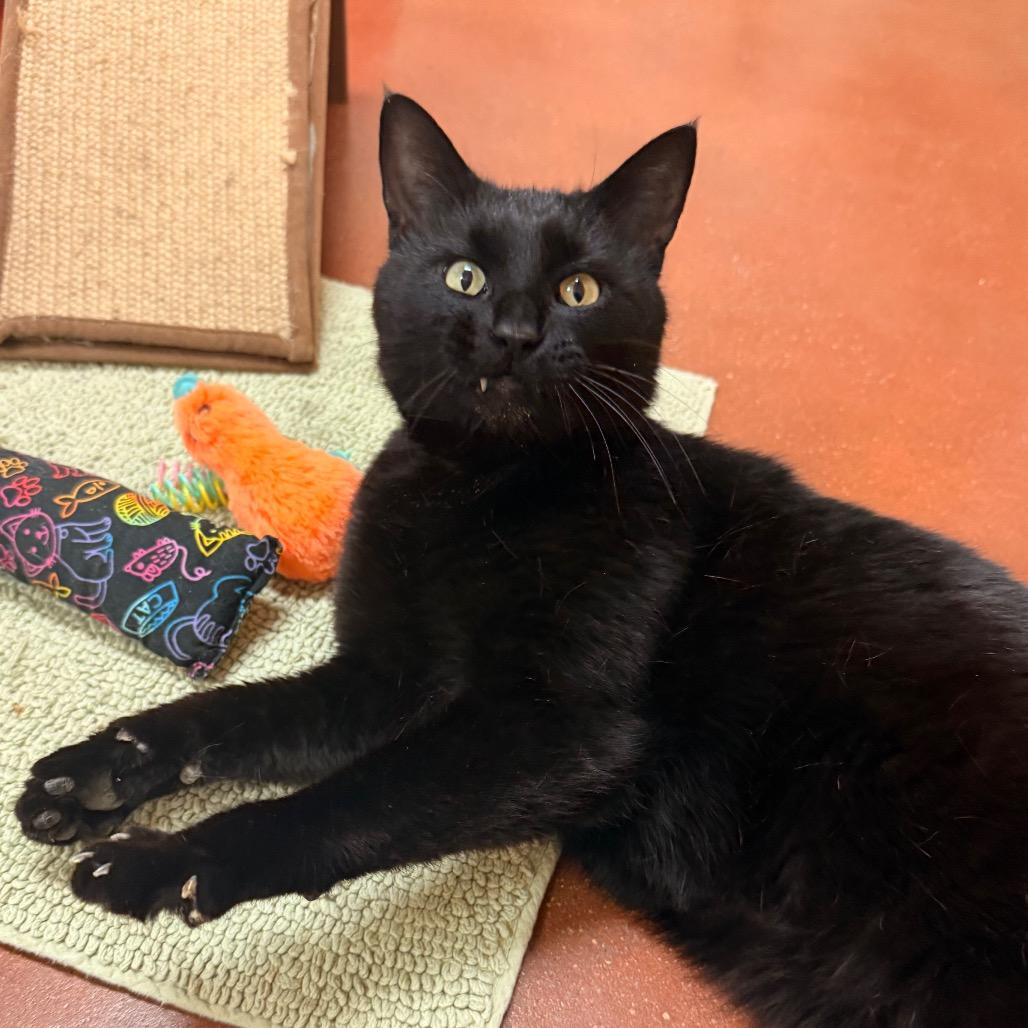Corey, a Adoptable Domestic Short Hair in Santa Barbara, CA image 6/6