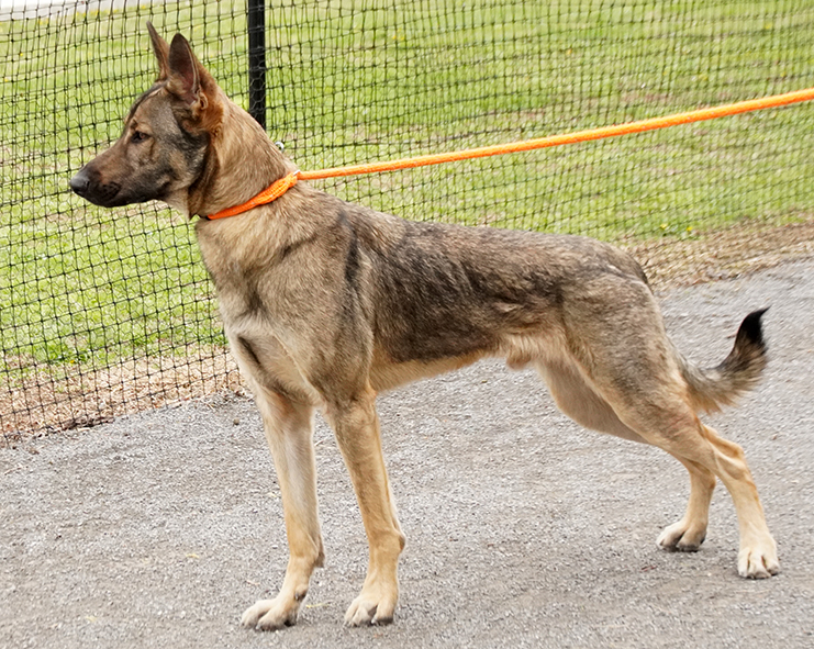 Dog for adoption Chief, a German Shepherd Dog Mix in Maynardville, TN