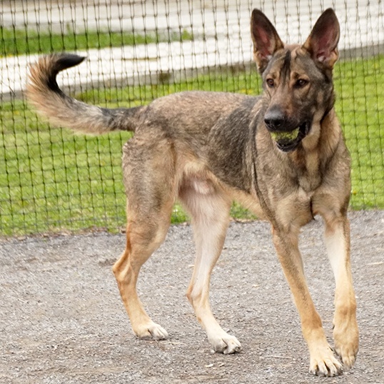 Dog for adoption Chief, a German Shepherd Dog Mix in Maynardville, TN