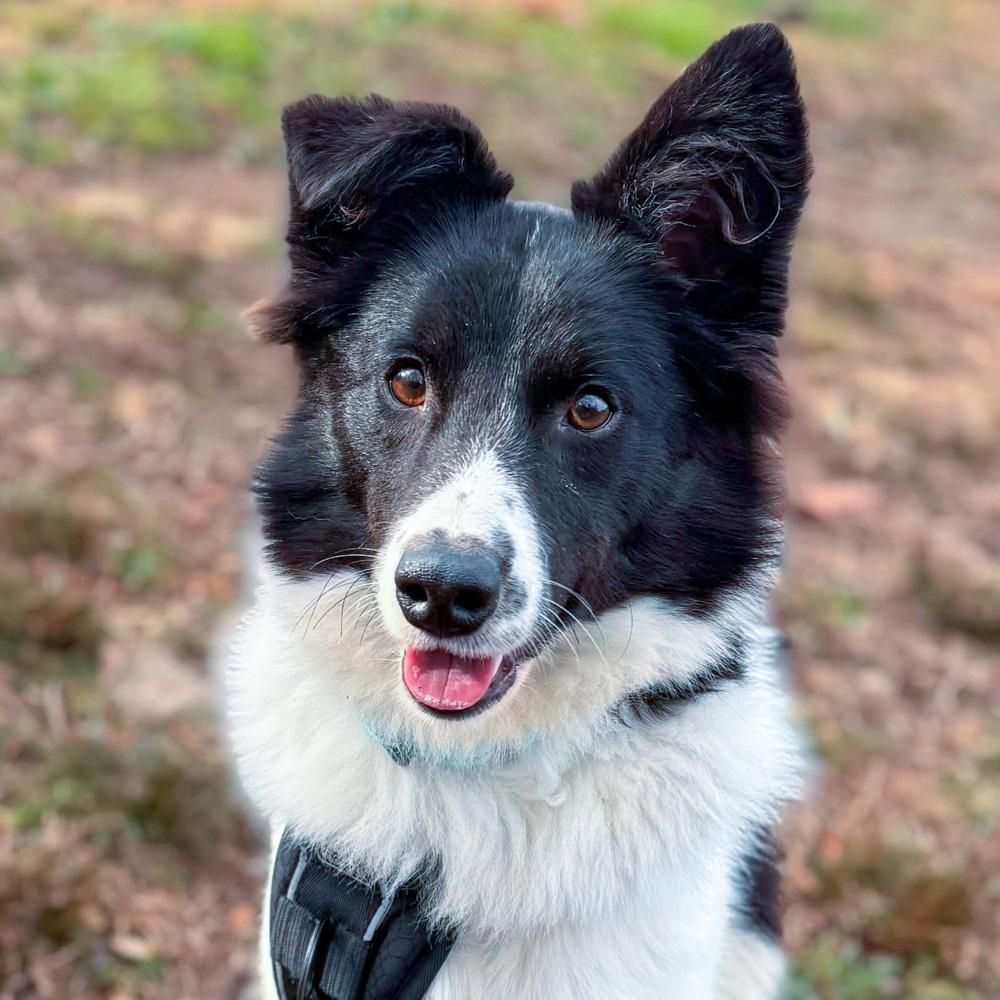 Sonny  (Male)    Avail  11/29