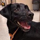 Enlarge Odin, a ADOPTABLE mixed breed in San Francisco, CA image 1/6