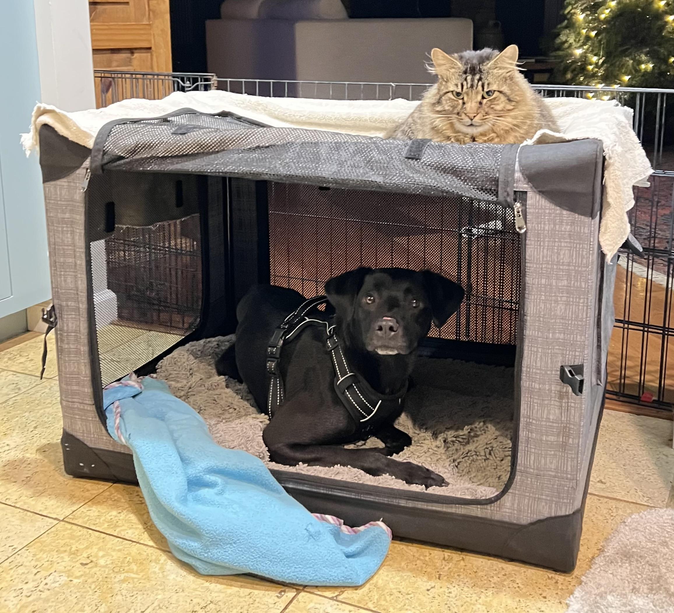 Enlarge Odin, a ADOPTABLE mixed breed in San Francisco, CA image 2/6