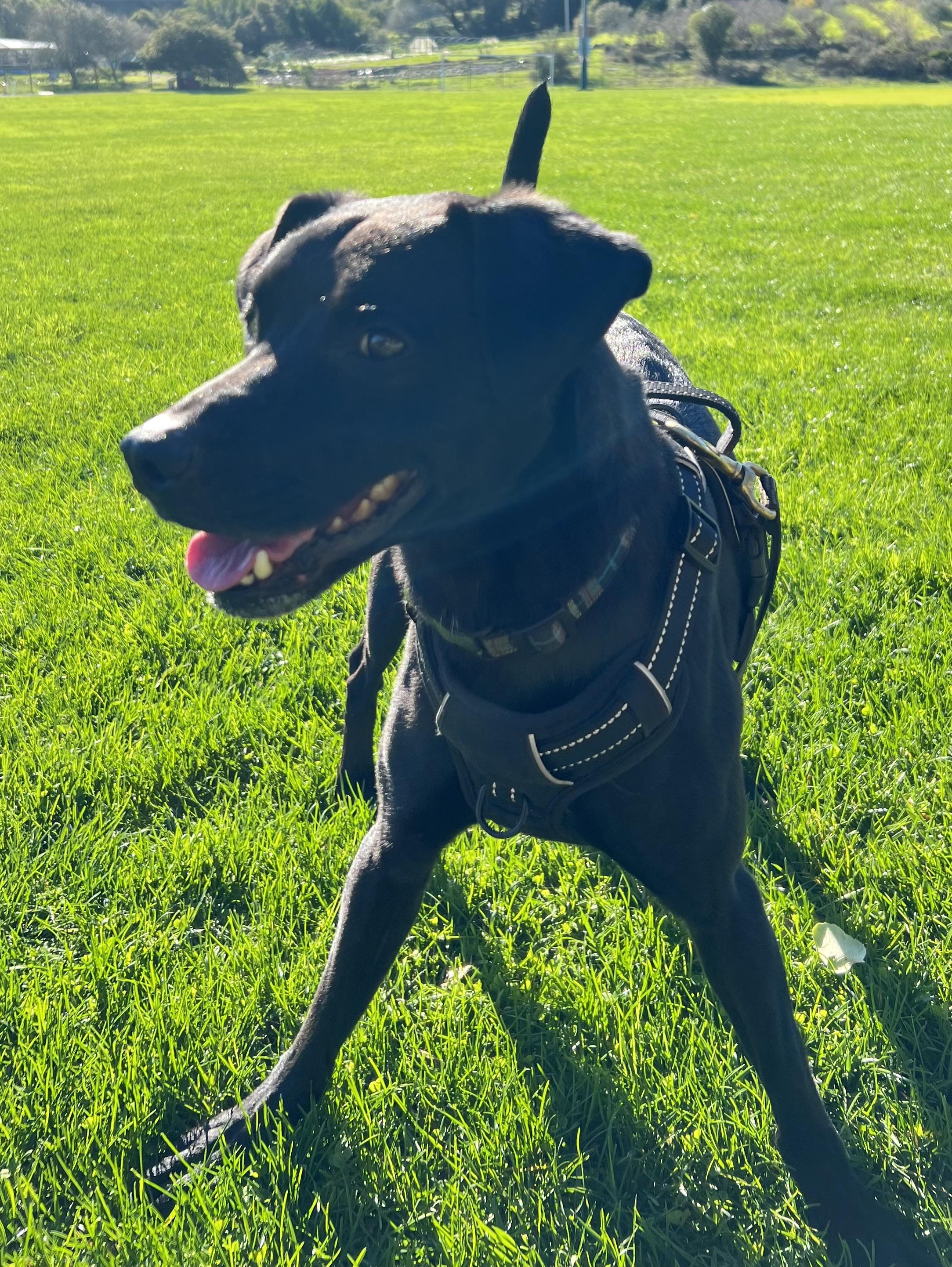 Enlarge Odin, a ADOPTABLE mixed breed in San Francisco, CA image 6/6