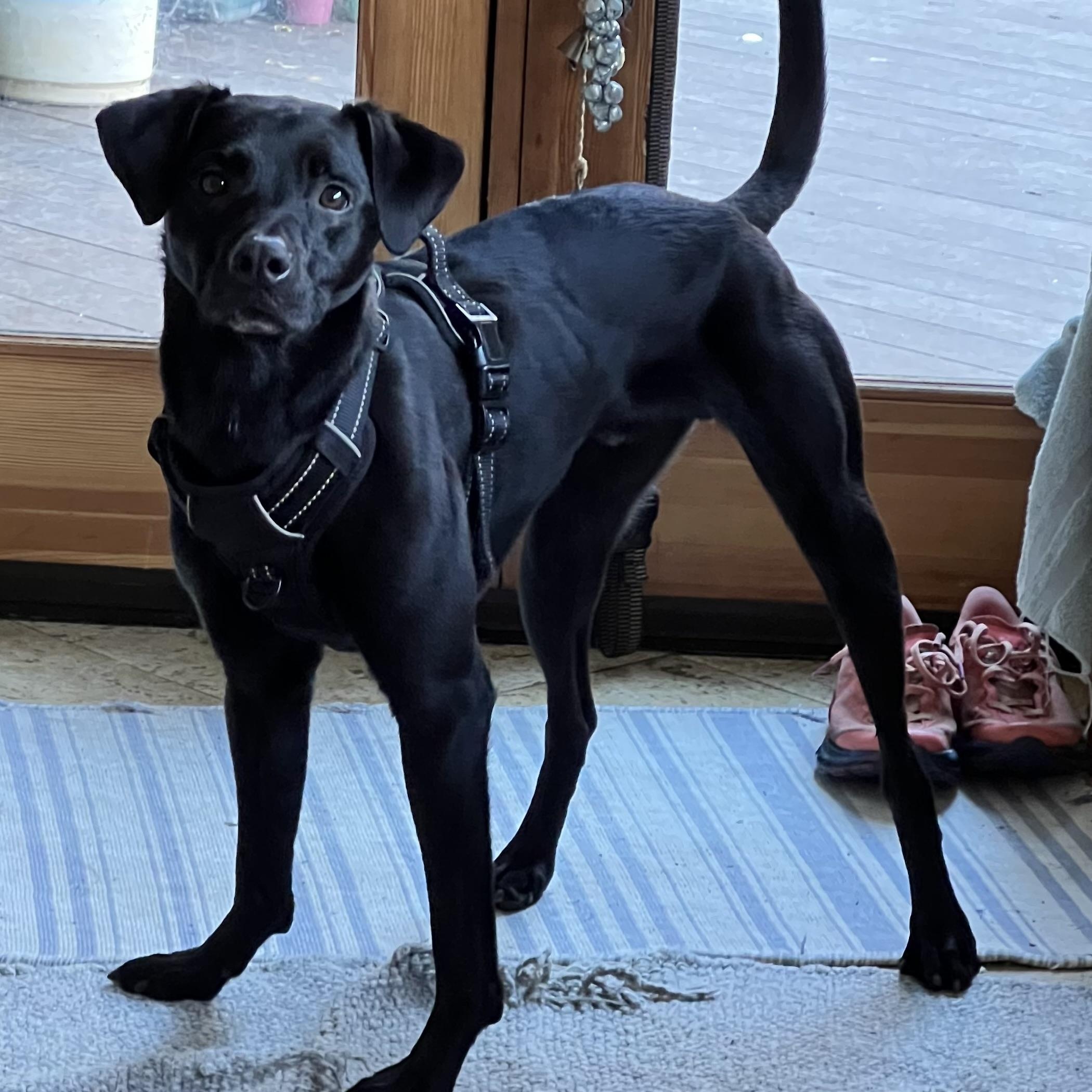 Enlarge Odin, a ADOPTABLE mixed breed in San Francisco, CA image 3/6