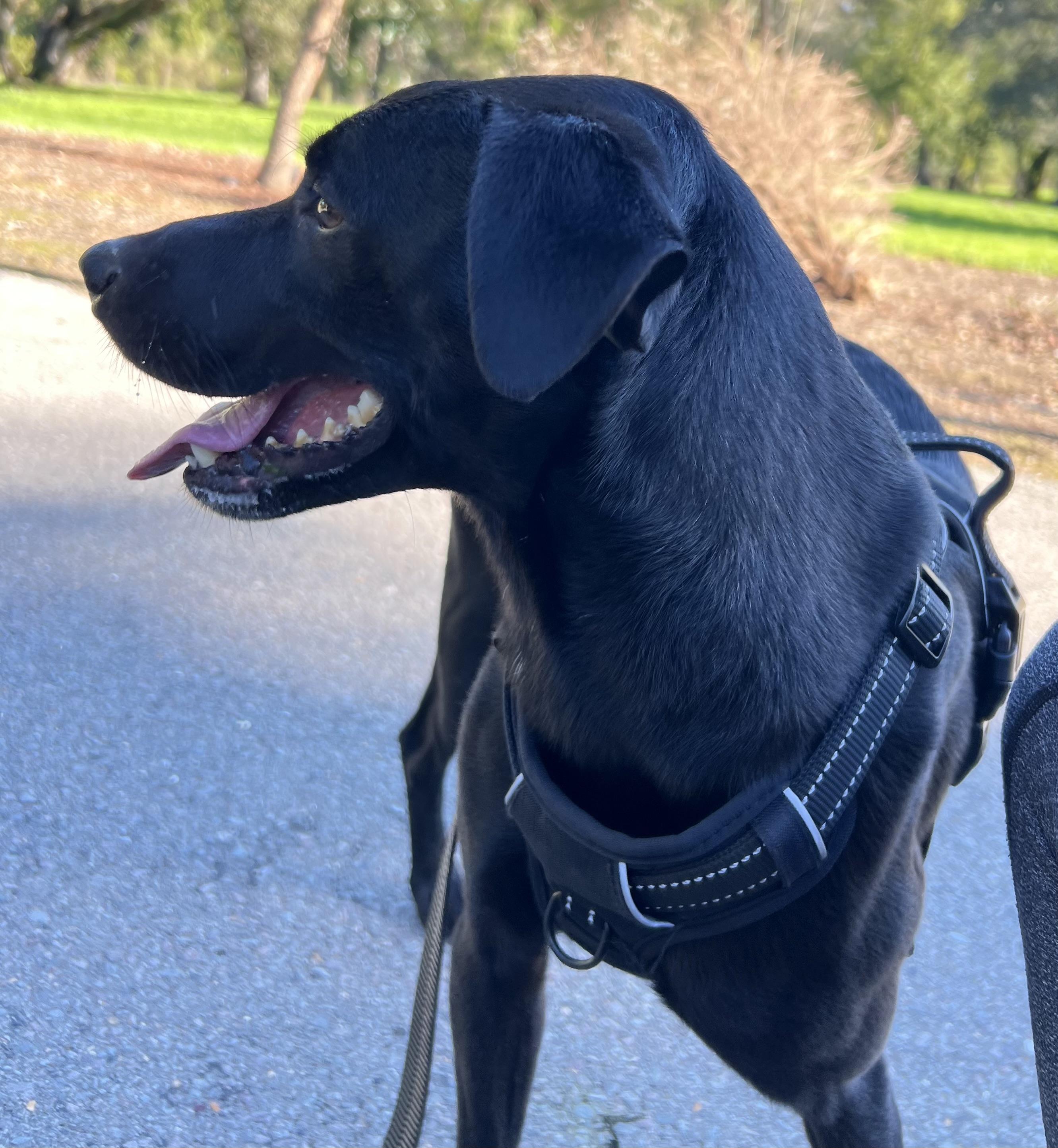 Odin — thumbnail 5