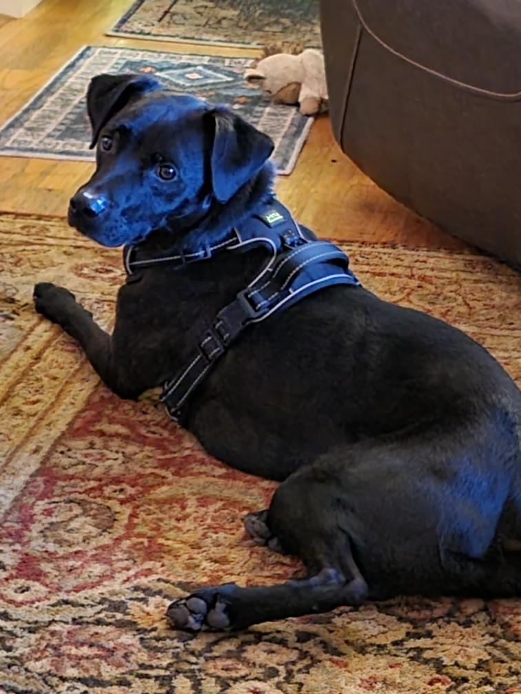 Enlarge Odin, a ADOPTABLE mixed breed in San Francisco, CA image 5/6