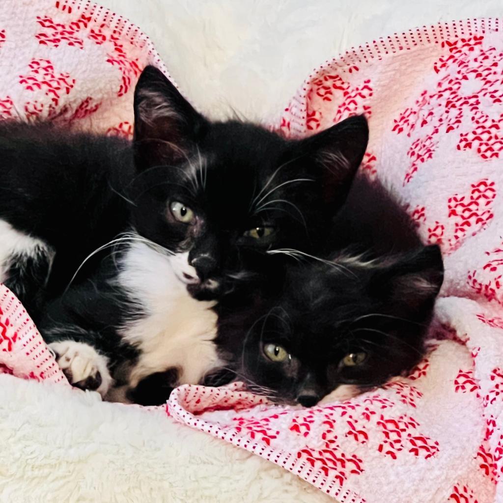 Couch Potato — thumbnail 2