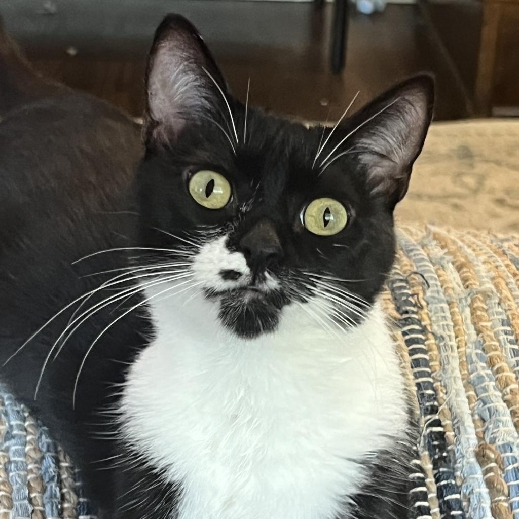 Couch Potato — thumbnail 4