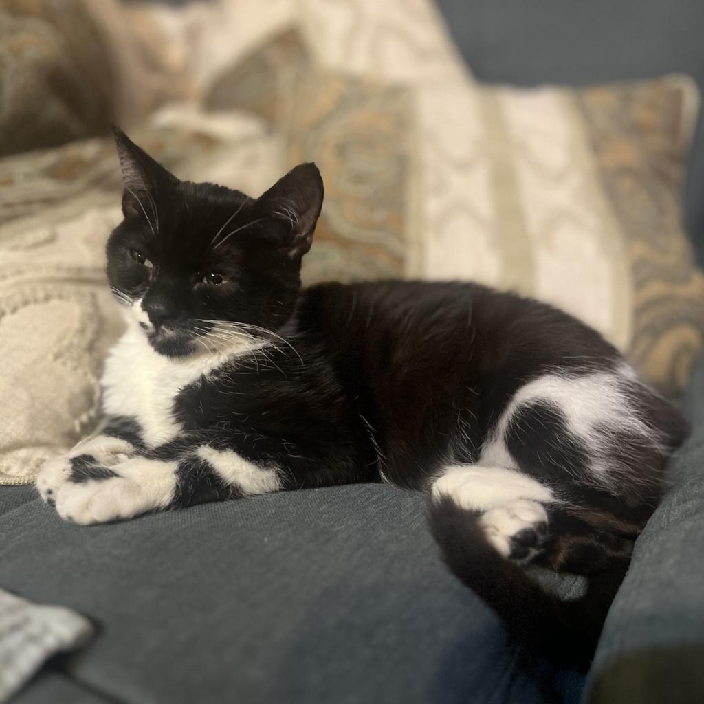 Couch Potato — thumbnail 5