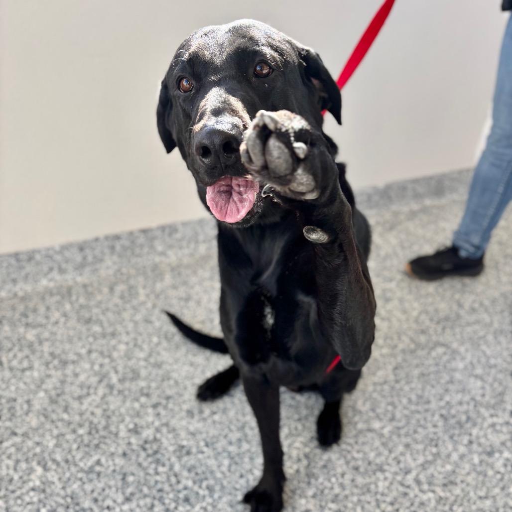 Douglas, Adoptable, Adult Male Black Labrador Retriever & Mixed Breed.