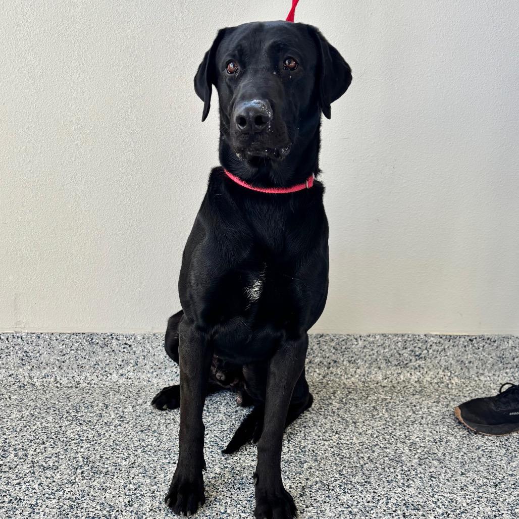 Enlarge Douglas, a Adoptable mixed breed in Great Falls, MT image 2/5